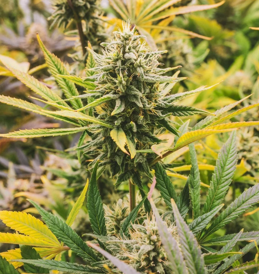 Cannabis Delivery In Portugal