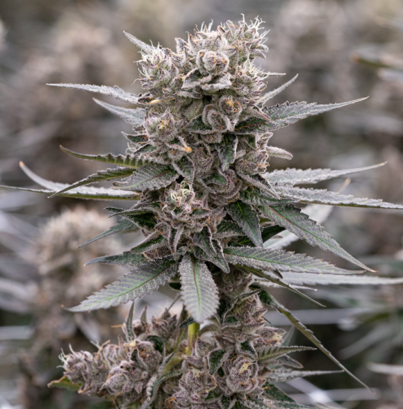 buy cannabis in Portugal