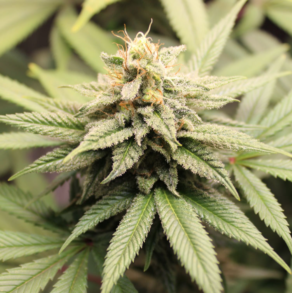 buying weed online in Portugal